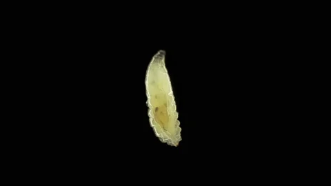 Worm-like larva of fruit fly insect Drosophila melanogaster under a microscope Stock Footage 155137375