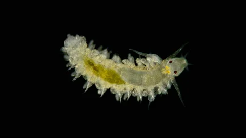 Worm larva at nektoheta stage under a microscope, class Polychaeta Stock Footage 136046896