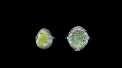 Worm larva Polychaeta under microscope, at trochophore stage, typical plankto Stock Photos