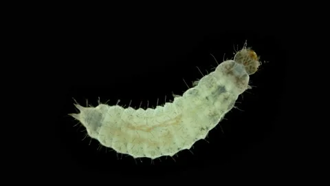 Worm-like larva of an unknown beetle under a microscope, order Coleoptera. Stock Footage 155344154
