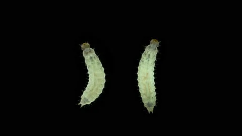 Worm-like larva of an unknown beetle under a microscope, order Coleoptera. Stock Footage 155344348