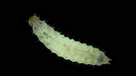 Worm-like larva of an unknown beetle under a microscope, order Coleoptera. Stock Footage 155344573