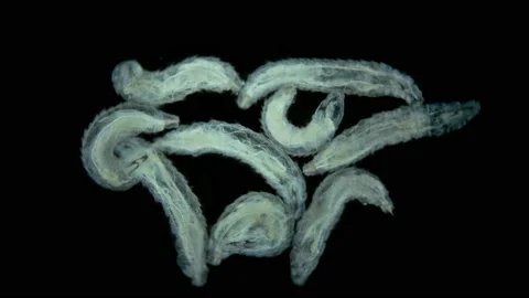 Worm-like larvae of a fly midge insect of the order Diptera under a microscope Stock Footage 160468917