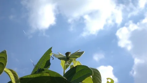 Worm on leaf with blue sky Stock Footage 90345300