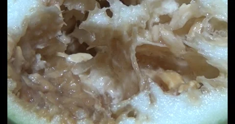 Worm on leaf Stock Footage 310349446