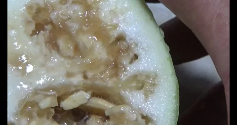 Worm on leaf Stock Footage 310349459