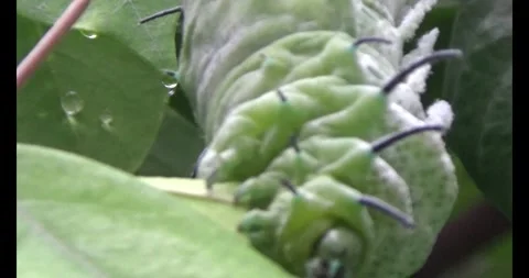 Worm on leaf Stock Footage 310349585