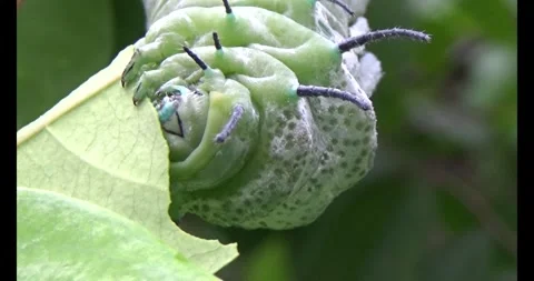 Worm on leaf Video stock 310349613