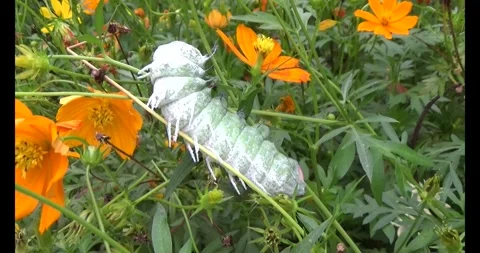 Worm on leaf Stock Footage 310349623