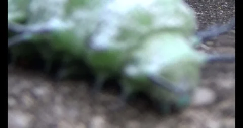 Worm on leaf Stock Footage 310349698