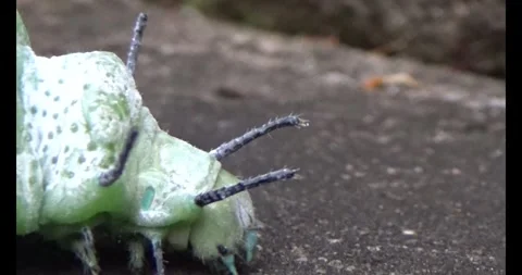 Worm on leaf Stock Footage 310349797