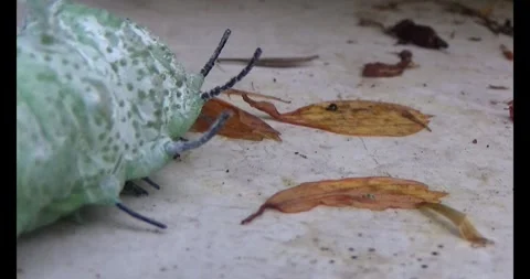 The Worm on leaf Stock Footage 310349921