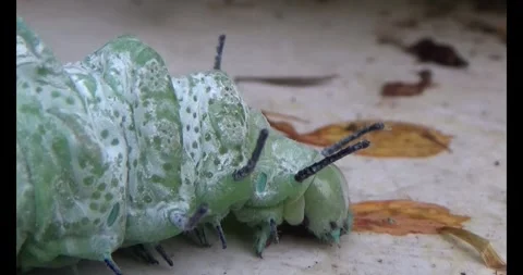 The Worm on leaf Stock Footage 310349924
