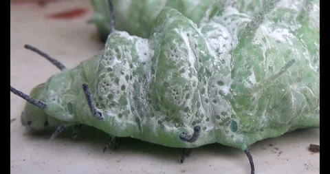 The Worm on leaf Video stock 310349938