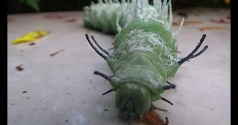 The Worm on leaf Stock Footage 310349959