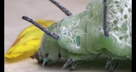 The Worm on leaf Stock Footage 310349969