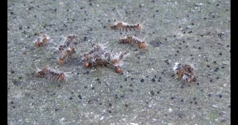 The Worm on leaf Stock Footage 310533440