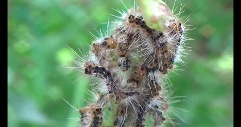 The Worm on leaf Stock Footage 310533450