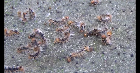 The Worm on leaf Stock Footage 310533783