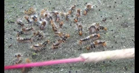 The Worm on leaf Stock Footage 310534182