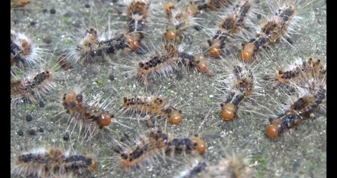 The Worm on leaf Stock Footage 310534555