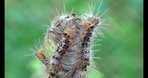The Worm on leaf Stock Footage 310535451