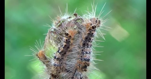 The Worm on leaf Video stock 310535551