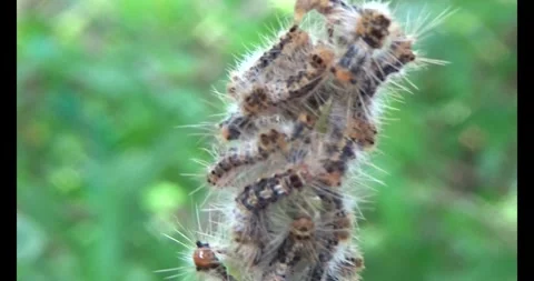 The Worm on leaf Video stock 310535785