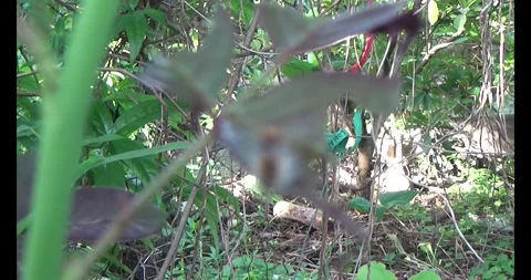 The Worm on leaf Stock Footage 310535900