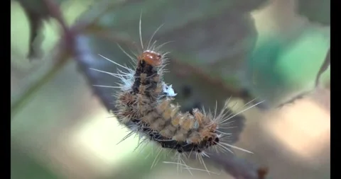 The Worm on leaf Stock Footage 310535956