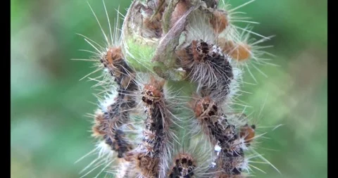 The Worm on leaf Stock Footage 310537151
