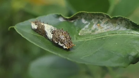 Worm leaf with green leaves Stock Footage 80673589