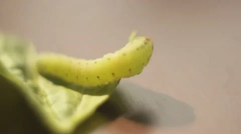 Worm on leaf. Macro video. Video stock 36718027