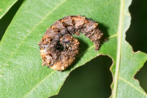 Worm on leaf Stock Photos
