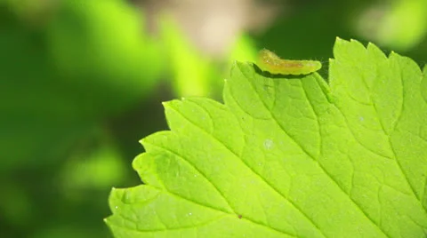 Worm on Leaves Stock Footage 23225367