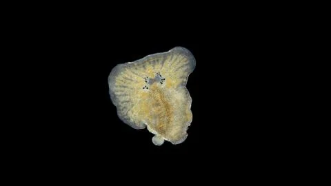 Worm Leptoplana sp. under a microscope, order Polycladida, lives among algae  Foto stock