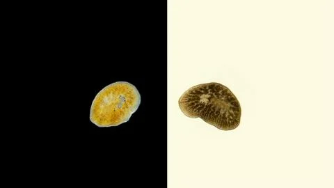 Worm Leptoplana sp. under microscope, family Leptoplanidae, order Polycladida Foto stock