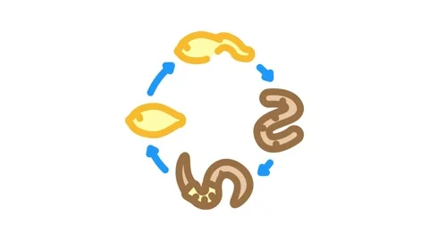 Worm lifecycle parasite color icon animation Video stock 327260677