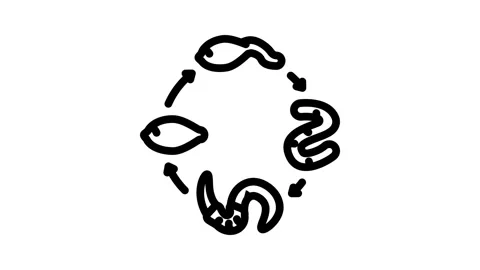 Worm lifecycle parasite line icon animation Stock Footage 326752750
