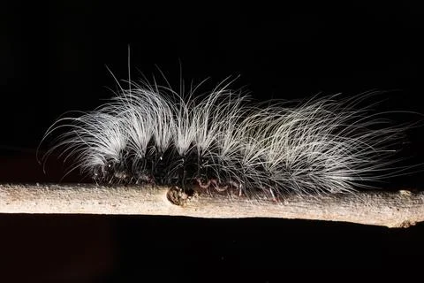 Worm Macro on a Wood Stock Photos