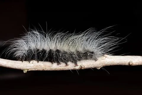 Worm Macro on a Wood Stock Photos