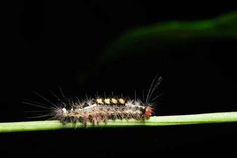 Worm Macro on a Wood Stock Photos