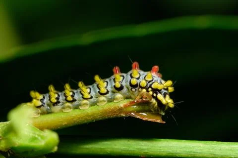 Worm Macro on a Wood Stock Photos