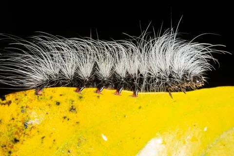 Worm Macro on a Wood Stock Photos