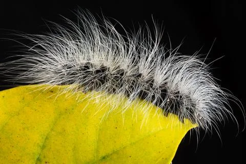 Worm Macro on a Wood Stock Photos