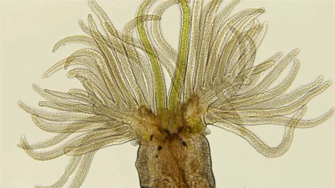 Worm Manayunkia baicalensis under a microscope, of the family Fabriciidae Stock Footage 142215028