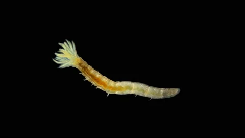 Worm Manayunkia baicalensis under a microscope, of the family Fabriciidae Stock Footage 148271612