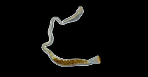 Worm-like Mollusca under a microscope, class Solenogastres. According to an.. Stock Photos