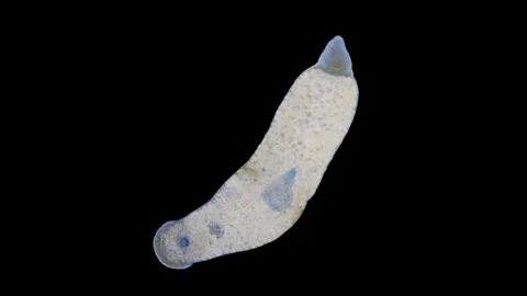 Worm Monocelis sp. under microscope, phylum Platyhelminthes. White Sea. Stock Footage 297946310
