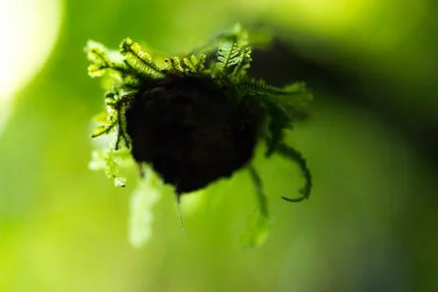 Worm moss on a cut vine Stock Photos